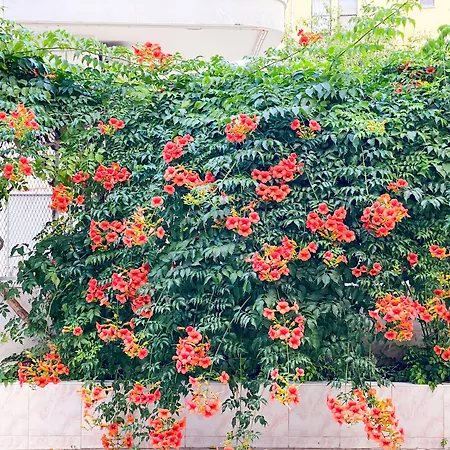 Ξενοδοχείο με διαμερίσματα Bella Rose Hotel, Αλάνια