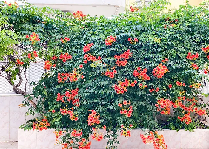 公寓式酒店 贝拉玫瑰公寓酒店-经济型公寓 阿拉尼亚